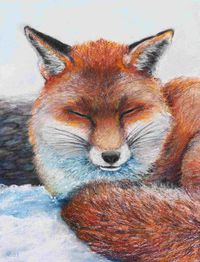 Fuchs im Winter, Pastell, 30 cm x 40 cm